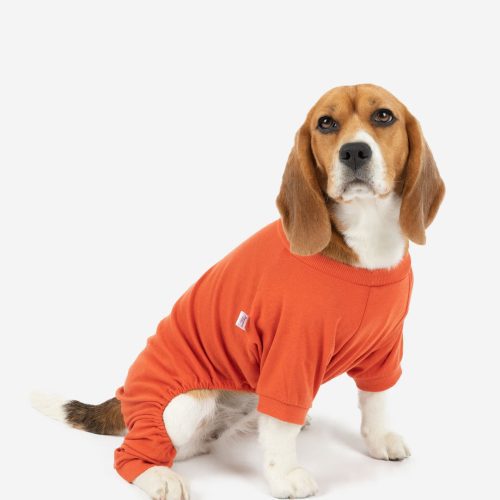 Dog Orange 2web