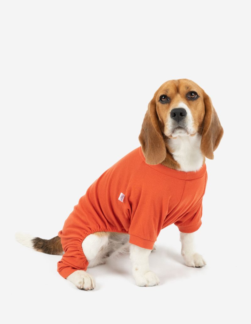 Dog Orange 2web