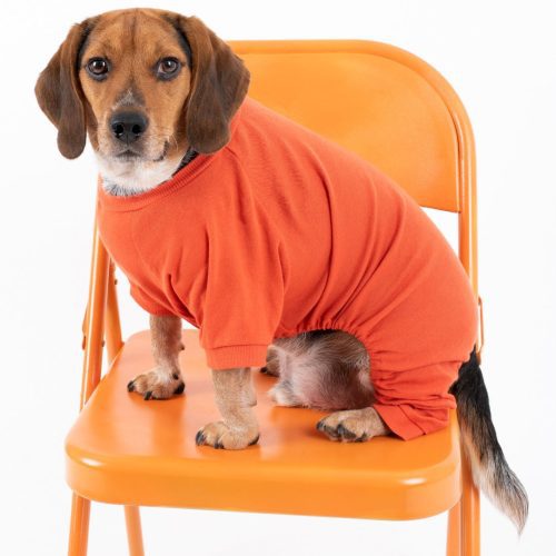 Dog Orange 3