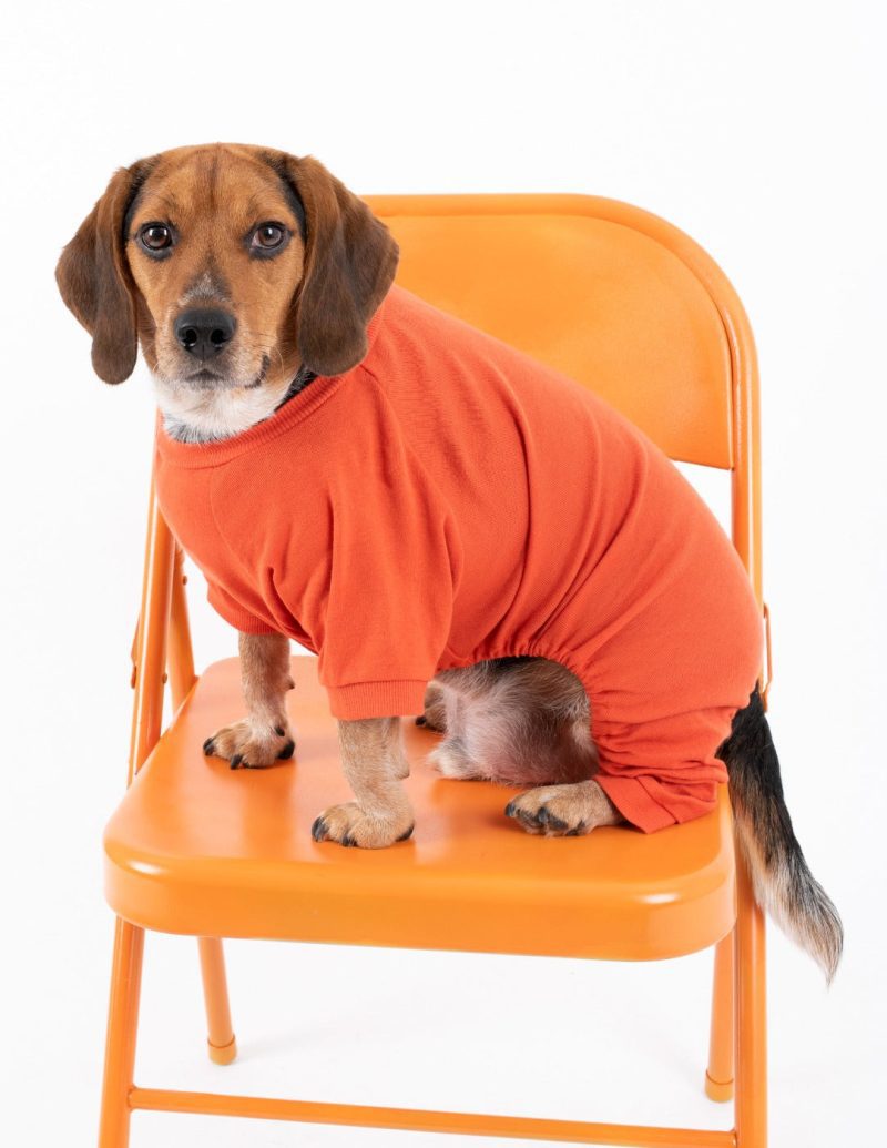 Dog Orange 3