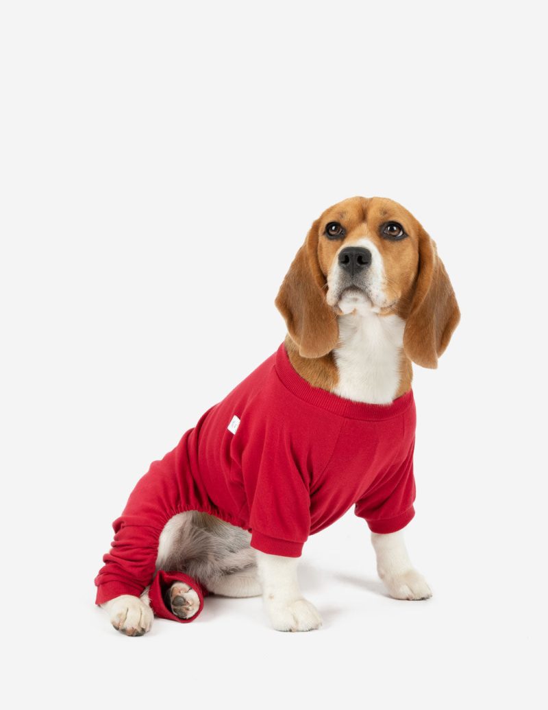 Dog Red 2web