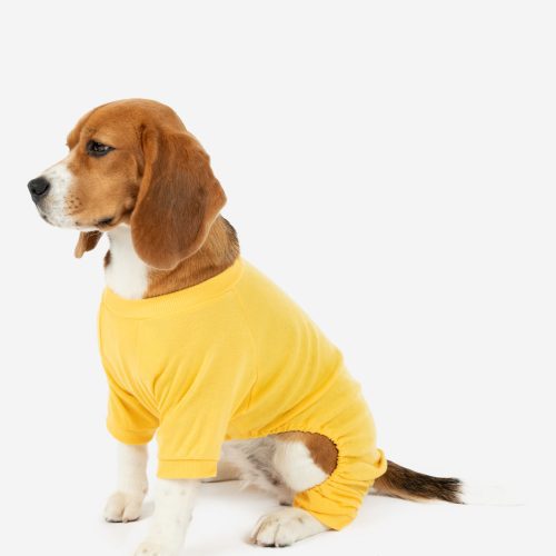 Dog Yellow 2web