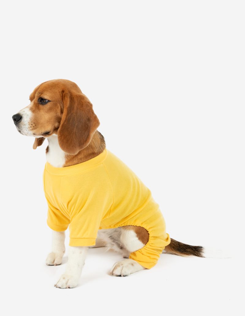 Dog Yellow 2web