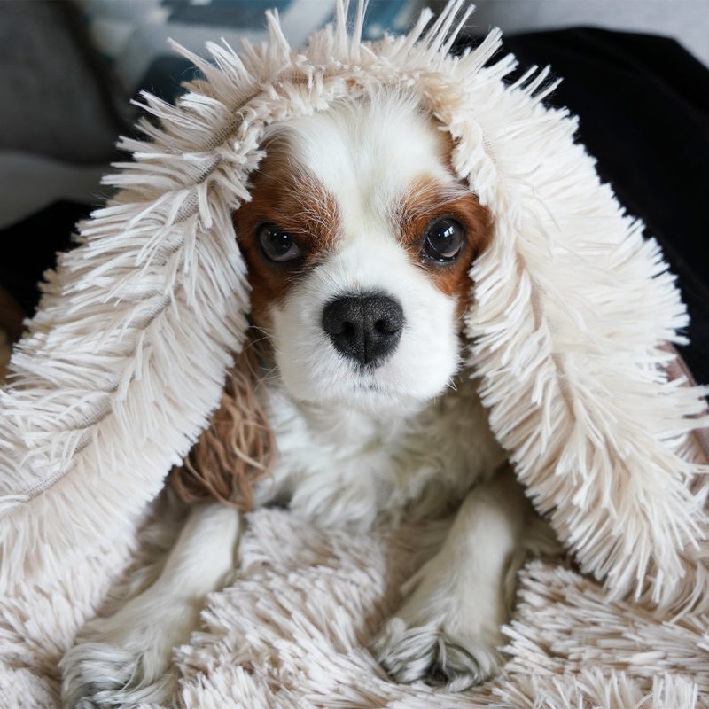 PawProofBlanket Medium Beige Luna UnderCovers