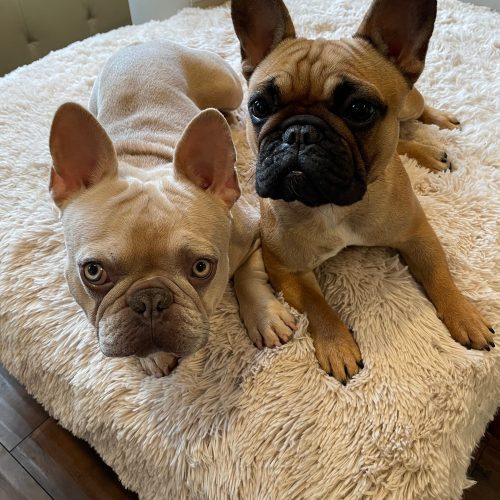 PawProofBlanket Medium Beige cuvee the frenchie Both Couch