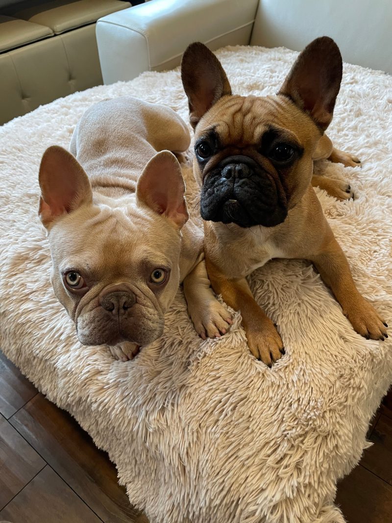 PawProofBlanket Medium Beige cuvee the frenchie Both Couch