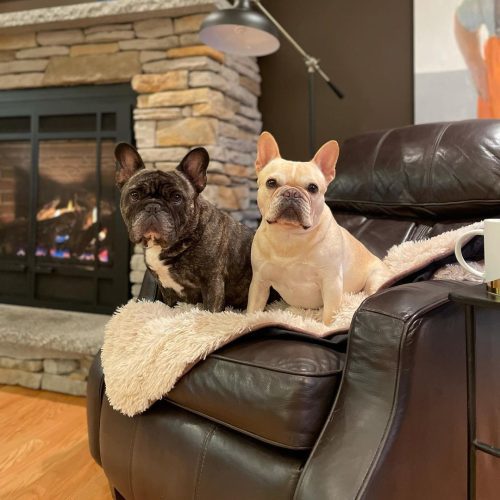 PawProofBlanket Medium Beige howie.and .rue Recliner