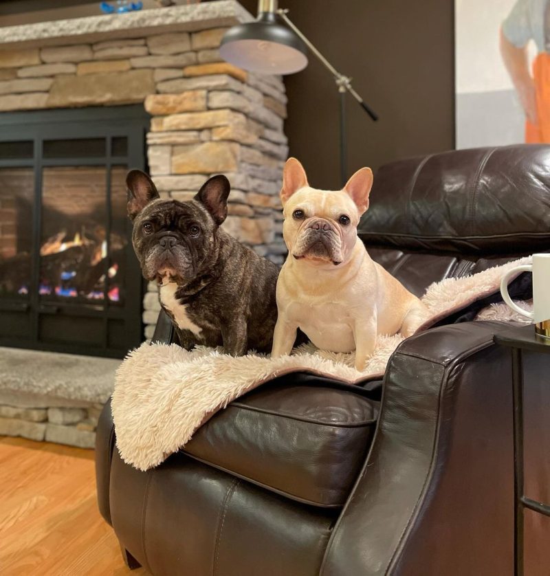 PawProofBlanket Medium Beige howie.and .rue Recliner