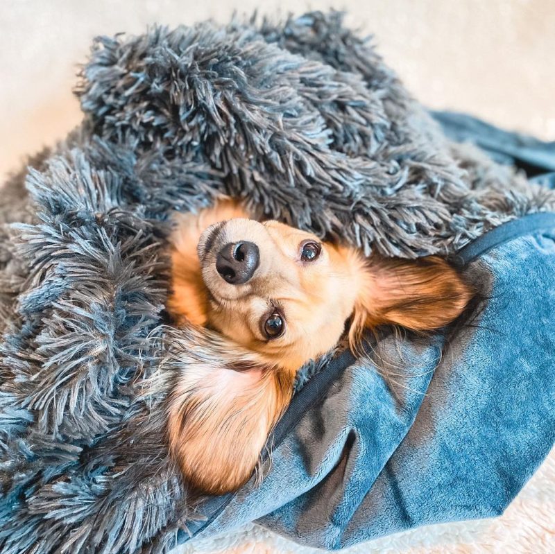 PawProofBlanket Medium Grey dash thedoxie UpsideDown