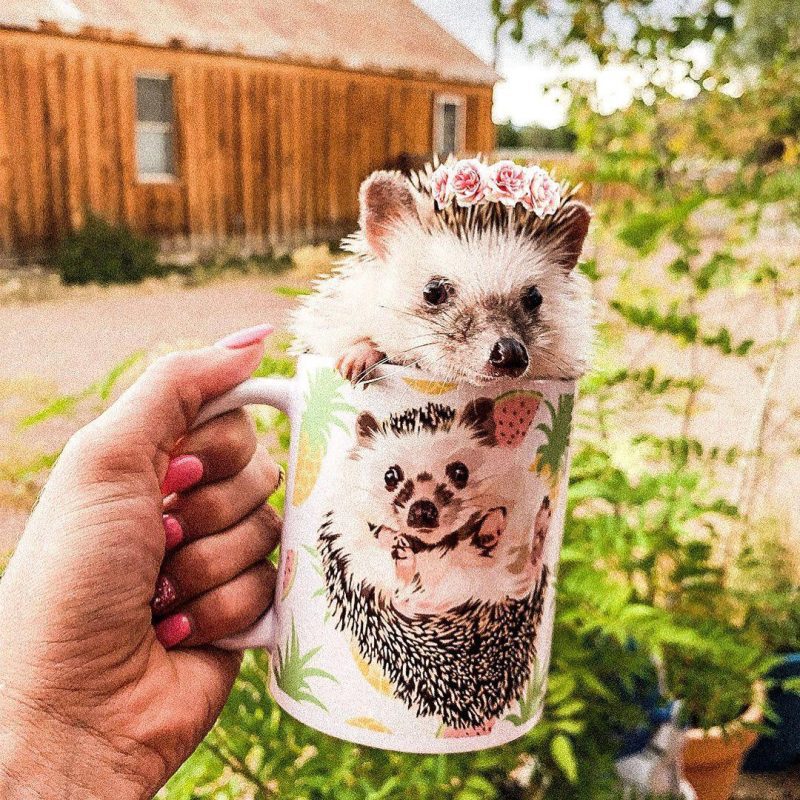 custom pet coffee mug alpha paw 1