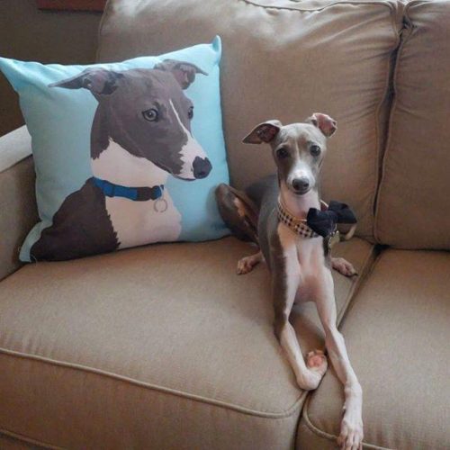 custom pet couch pillow with cover alpha paw 11