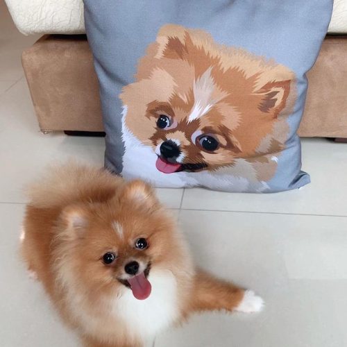 custom pet couch pillow with cover alpha paw 5