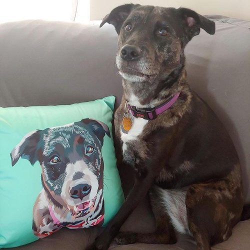 custom pet couch pillow with cover alpha paw 8