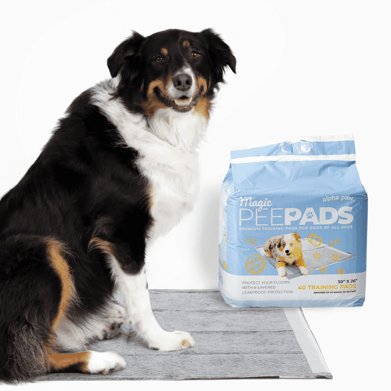 magic pee pads xl alpha paw 10